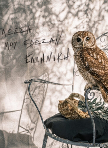 owl_mikri